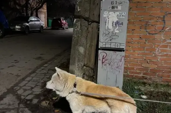 Пропала собака, Аксай, Ростовская обл. - photo
