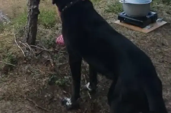 Пропала собака в Федорковском с/п, Новгородская обл. - photo