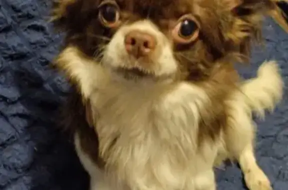 Пропала чихуахуа, Космический пр. 5, Омск - photo