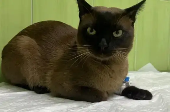 Пропала кошка, Железнодорожная, Зорино - photo