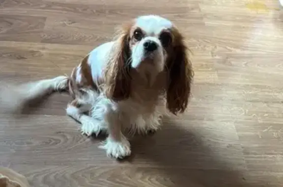 Пропала собака, ул. Цюрупы, Булгаково - photo