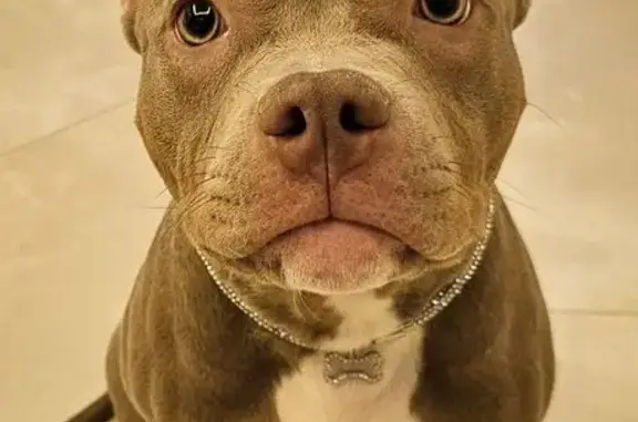 Пропала собака, Струнино - photo