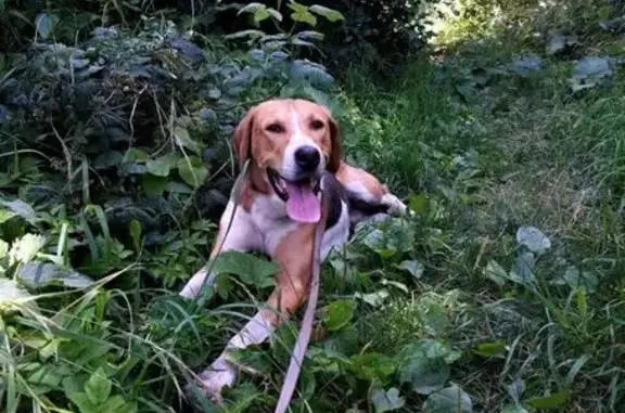 Собаки потеряшки, село Лукьяново, фото: Потеряшка собака, с. Кетрось, Новая ул.