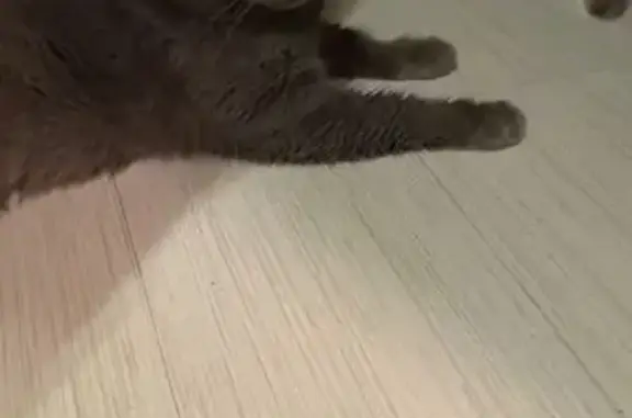 Найдена кошка, Яхрома, фото: Найдена ласковая кошка, Яхрома, Парковая 8