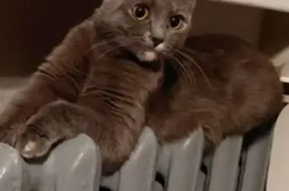 Пропала кошка, Литейная 36/1, Подольск - photo