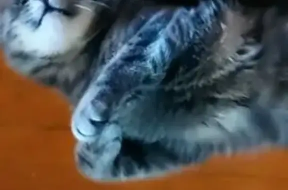 Пропала кошка, ул. Победы, 128 к1, Арх. - photo