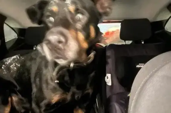 Найдена собака, Александровская, фото: Собака найдена: Рабочий переулок, 2