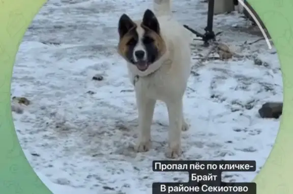 Пропала собака, Заокская ул., Калуга - photo