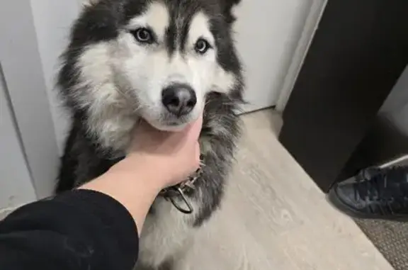 Найдена собака, Апариха, фото: Собака найдена: ул. Пограничная, Апариха