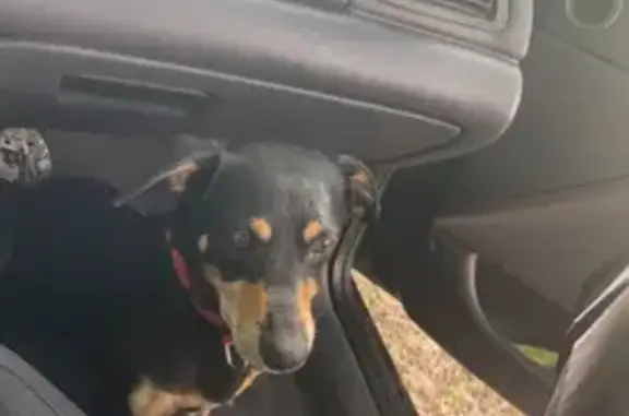 Пропала собака, Отечественная 37, Новошахтинск - photo