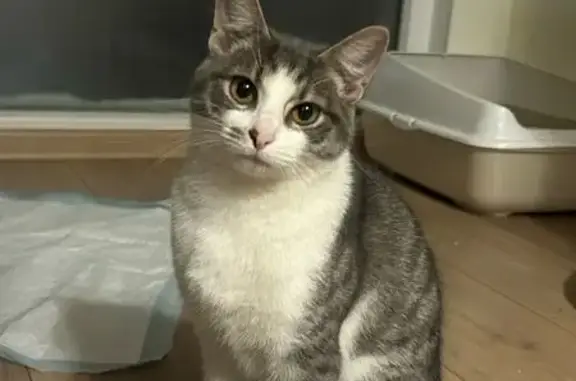 Найдена кошка, Калининград, фото: Кошка найдена, Генерала Толстикова, 2