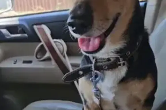 Пропала собака, Астрахань, обл. - photo