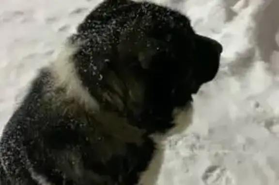 Найдена собака, Саратов, фото: Собака найдена: ул. Батавина, 10, Саратов