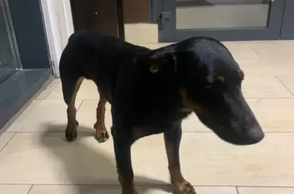 Найдена собака, Калининград, фото: Собака найдена в Спаре, Кошевого 37А