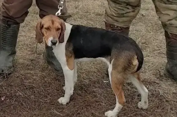 Пропала собака: Белгородская ул, 148 - photo