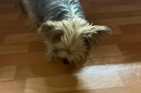 Найдена собака, Липецк, фото: Собака найдена: б-р Шубина, 9, Липецк