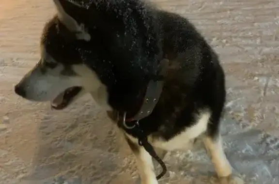 Найдена собака, Ставрополь, фото: Найдена собака, ул. Пирогова, 62/3