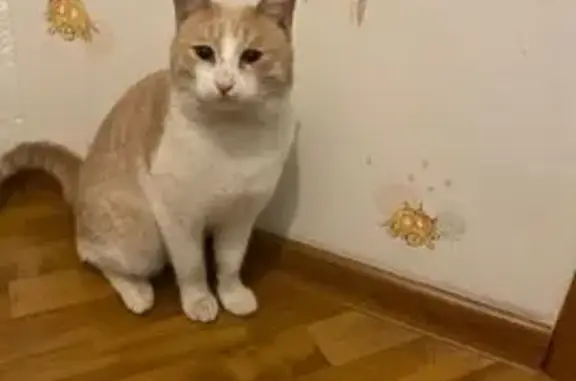 Найденные животные Астрахань, фото: Кошка найдена: ул. Сен-Симона, 42 к4