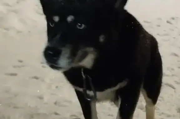 Найдена собака, Йошкар-Ола, фото: Собака найдена у Дружбы 83, Йошкар-Ола