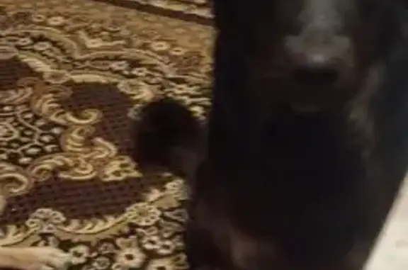 Пропала собака, Московское ш., 7, Рязань - photo