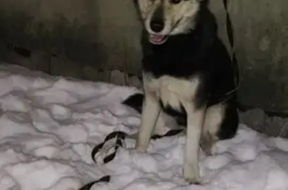 Найдена собака, Чебоксары, фото: Найден пёс, ул. Гагарина, 28, Чебоксары