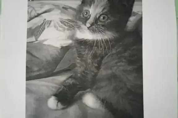 Пропала кошка, 19, Дубининское - photo