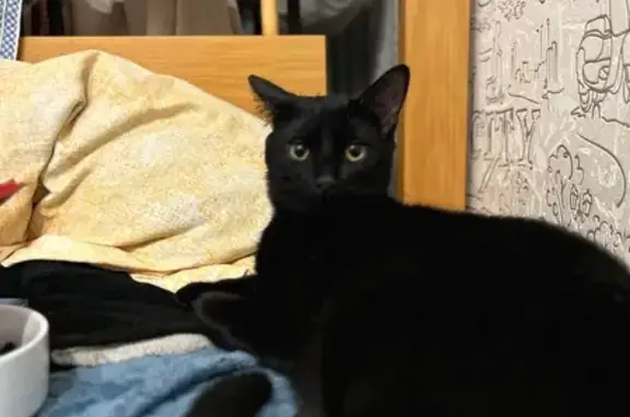 Пропала черная кошка, ул. Дронова, 16 - photo