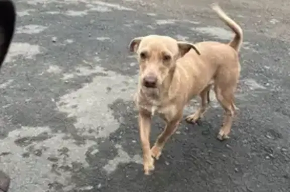 Найдена собака, Ростов-на-Дону, фото: Светло шоколадный кобель найден: 3-я Ковровая, 22Б