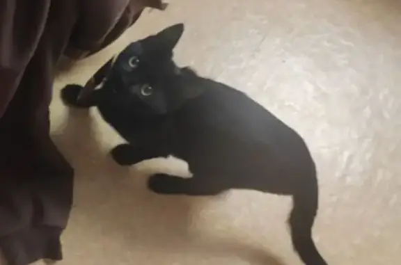 Пропала черная кошка, Большая ул., 103 - photo