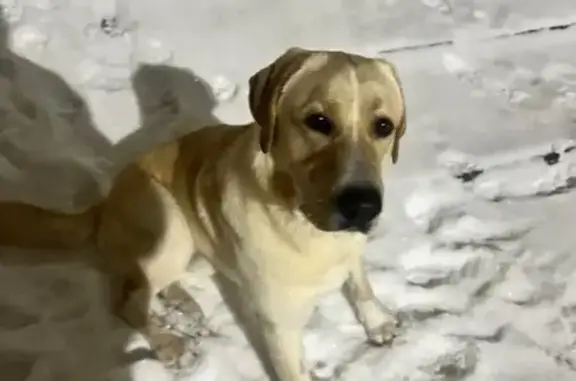 Найдена собака, Чебоксары, фото: Лабрадор найден: пр. Горького 32/25, Чебоксары