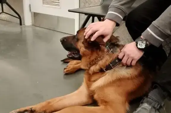 Найдена собака, Хабаровск, фото: Найдена собака, Трёхгорная 100, Хабаровск