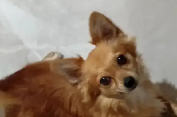 Пропал Рыжий с ушами, Калининград - photo