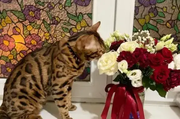 Пропала кошка на ул. Паперника, 17, Москва - photo