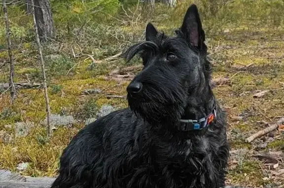 Пропала собака, Смольного 3А, СПб - photo