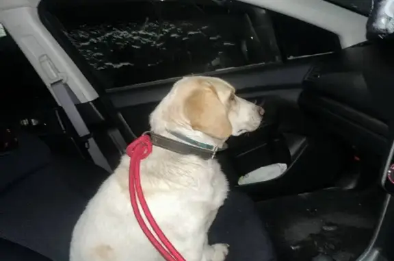 Найдена собака, Хабаровск, фото: Найдена собака, ул. Шевченко 16, Хабаровск