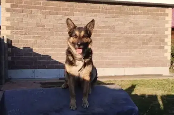 Пропала собака Алот, Республика Хакасия - photo