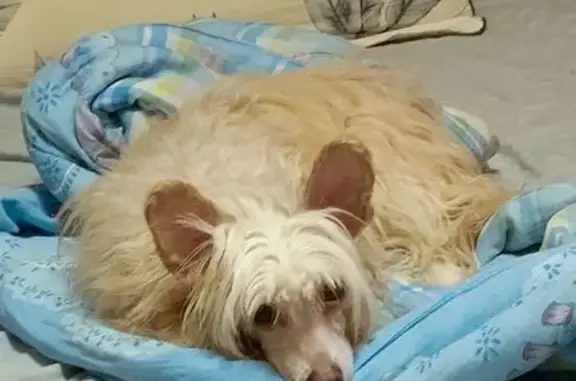 Пропала собака, Звёздный пер., Семилуки - photo