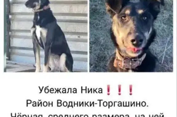 Пропала собака, Красноярск, Красноярский край - photo