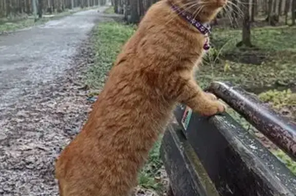 Пропала рыжая кошка, Киевское шоссе - photo