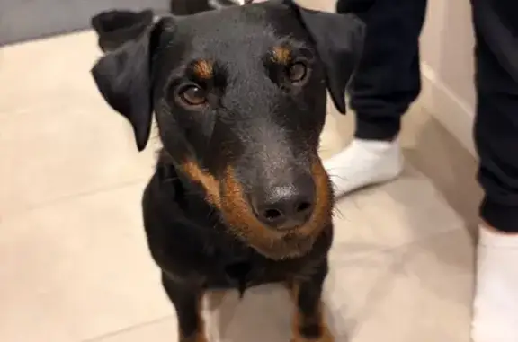 Найдена собака, Пермь, фото: Ягдтерьер найден на Колвинской, Пермь