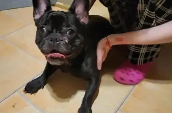 Найдена собака, Санкт-Петербург, фото: Французский бульдог найден на Петергофском ш.