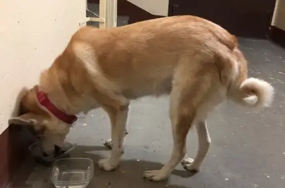 Найдена собака, Архангельск, фото: Собака найдена в Архангельске, ищем хозяев