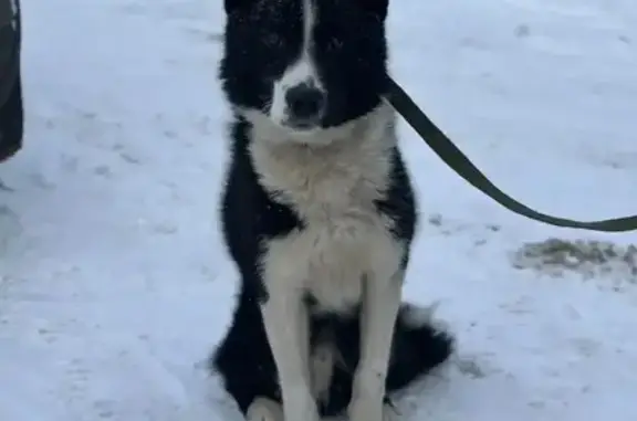 Найдена собака, Эммаусс, фото: Кобель найден в отлове Эммаусс, Тверь