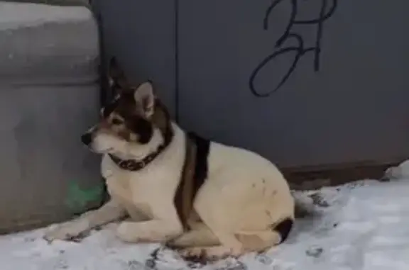 Найдена собака, Дзержинск, фото: Собака найдена: проспект Ленина, Дзержинск