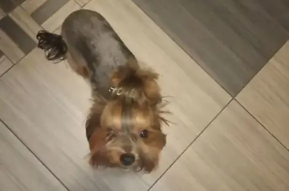 Пропала собака на Центральной улице, Беловское - photo