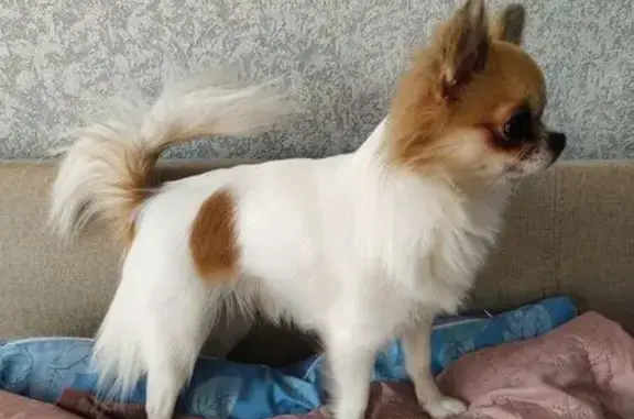 Пропала чихуахуа, Ленинa 37, Тосно - photo