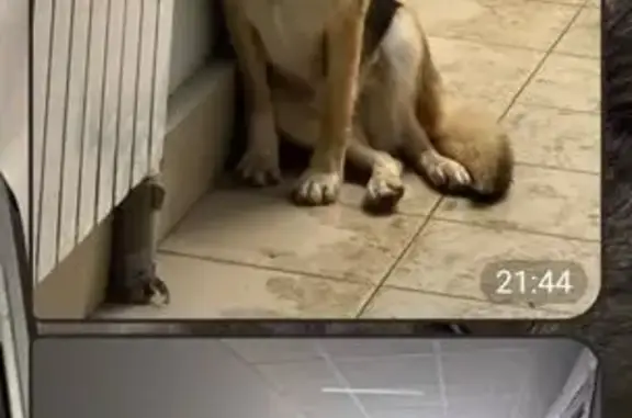 Собака найдена у Красное и Белое, Зур Урам 1 - photo