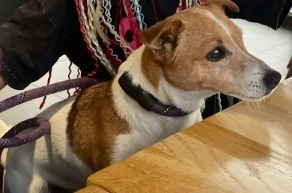 Пропала собака, Кипень, Ленобласть - photo