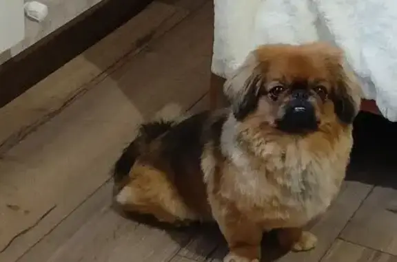 Пропал пекинес Басик, 1-е Цветово, ул. Степная - photo