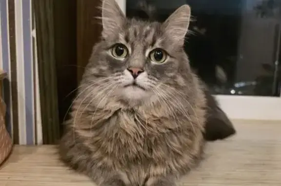 Пропала кошка, Берёзовая ул. 8, Рязань - photo